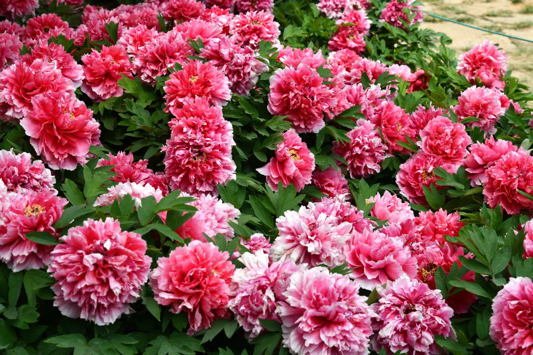 7a49f324f9adaab5dcfb3158cfd7692b-sz_3397363