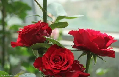 7cc223f9b23f5baf7ede857a395a69c9-sz_21950