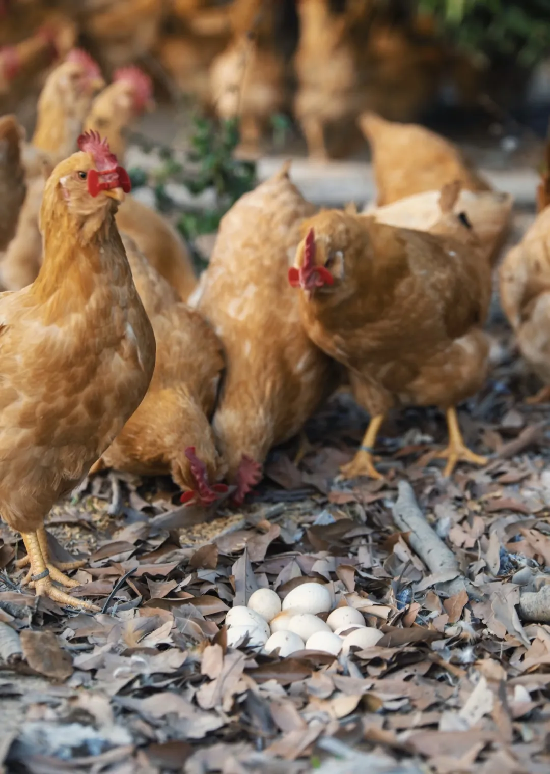 8851910cbe59f54f4abbc80d3ecdea62-sz_551885