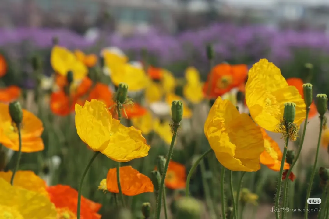 8925bc5d5182d8b9e7ab82cee17c3636-sz_550731