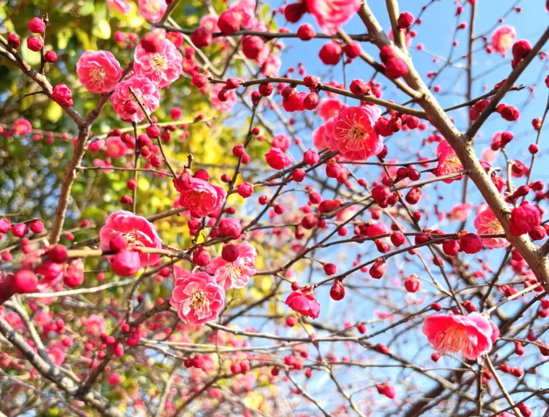 8bb5ab255c73bca64b493c99bb4ee08a-sz_948736