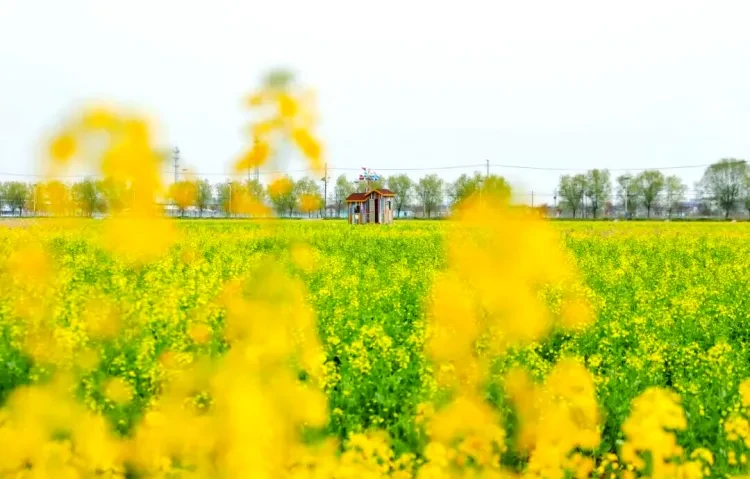 399临湖小别墅5日游！康养天花板！5天4晚，住宿生态园临湖小别墅，含门票！4早8正餐！含专业KTV包间，免费麻将，免费唱歌