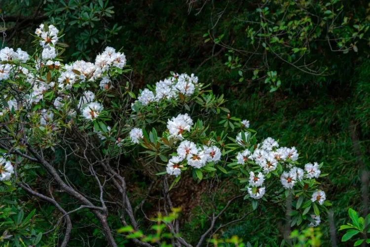 945d06d034d09b566558e2c0d64c6154-sz_180932