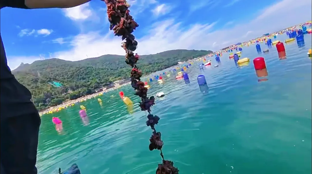 960fd03c70a012dffbe4d58937d39309-sz_1131029