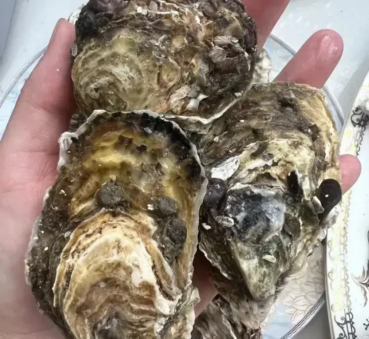 96b6c6fc981e29919005f746c9aff05c-sz_2438946