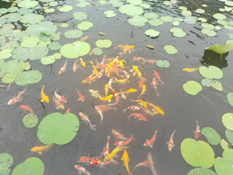 97aa834168415f0a0f3ded092274c008-sz_3483488 97aa834168415f0a0f3ded092274c008-sz_3483488