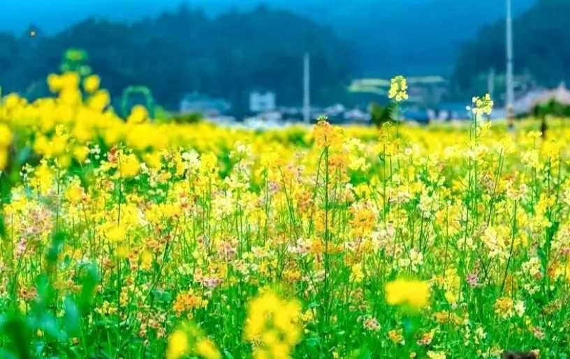 99b70b6513f192029a1302652b5c37a1-sz_1176265