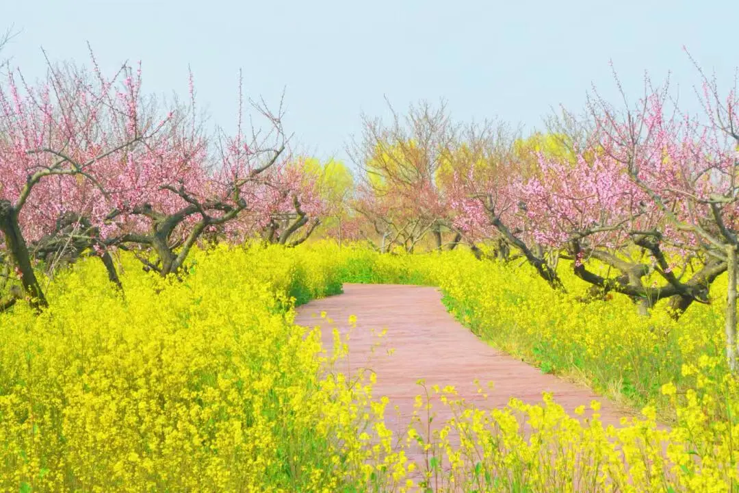 9c315cc6937074e32a1e09b27c64d9fc-sz_155906