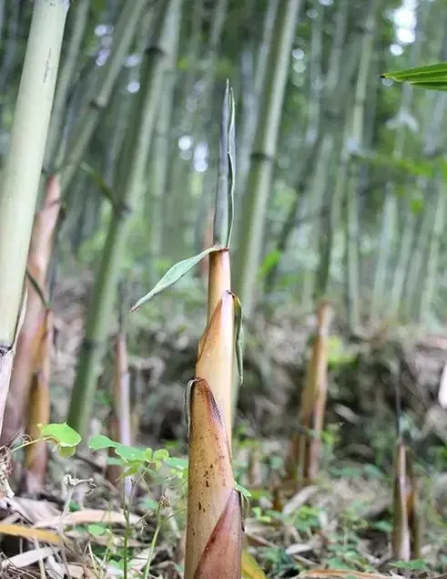 9c7043f61c8349f48b278c597ed1409e-sz_206259 9c7043f61c8349f48b278c597ed1409e-sz_206259