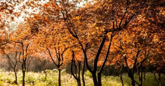 9d62c20ba7d86addfe2061fac4a4c748-sz_83117