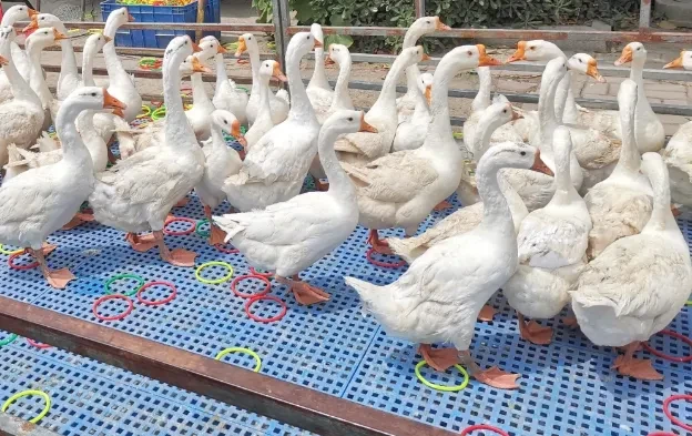 9e6a1d3fc58b16e37b3176209fb37058-sz_728188