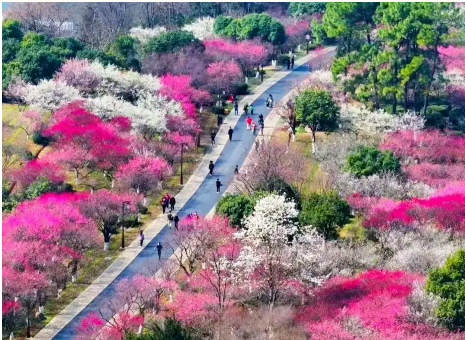 【399元杭州超山赏梅三日游 】 入住美豪丽致或同级酒店全程自助餐  餐餐不重样 棋牌唱歌免费