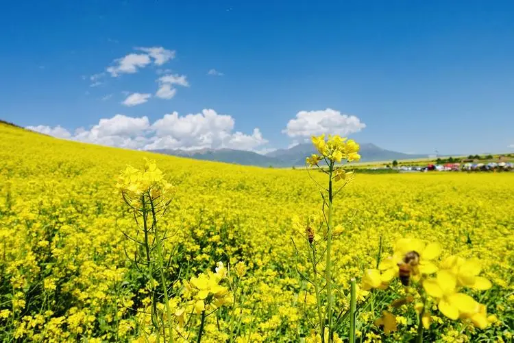 a3fb888bf3a17e4a9863fef1899787b1-sz_76459