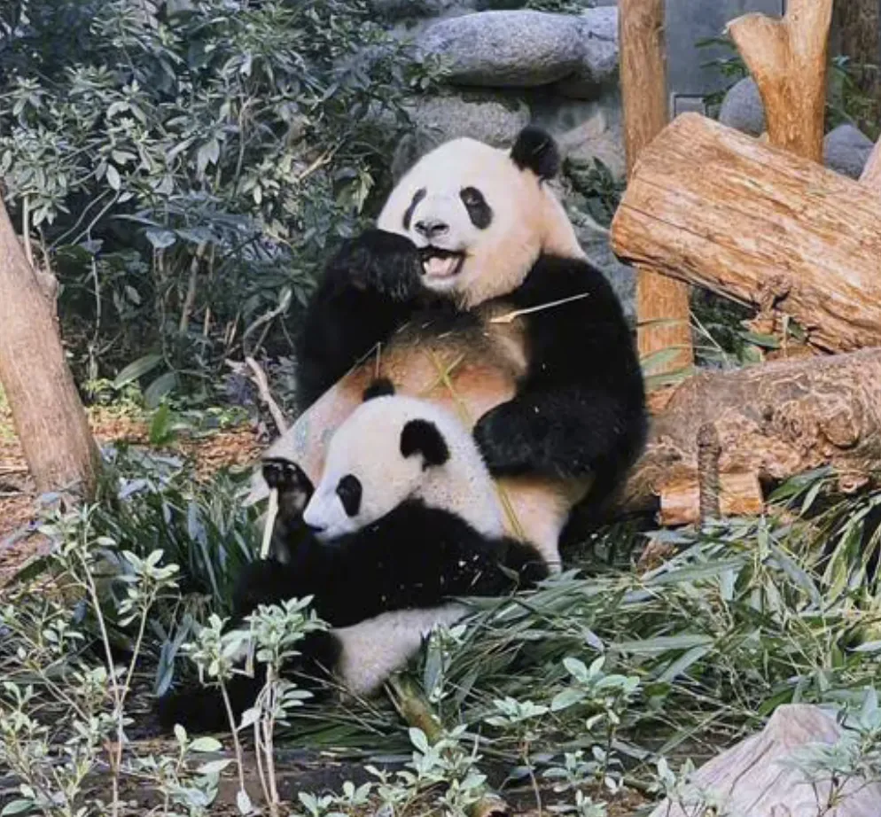 aa89e4d7abe3ff4f19a3cc8f3032c81c-sz_1781890 aa89e4d7abe3ff4f19a3cc8f3032c81c-sz_1781890