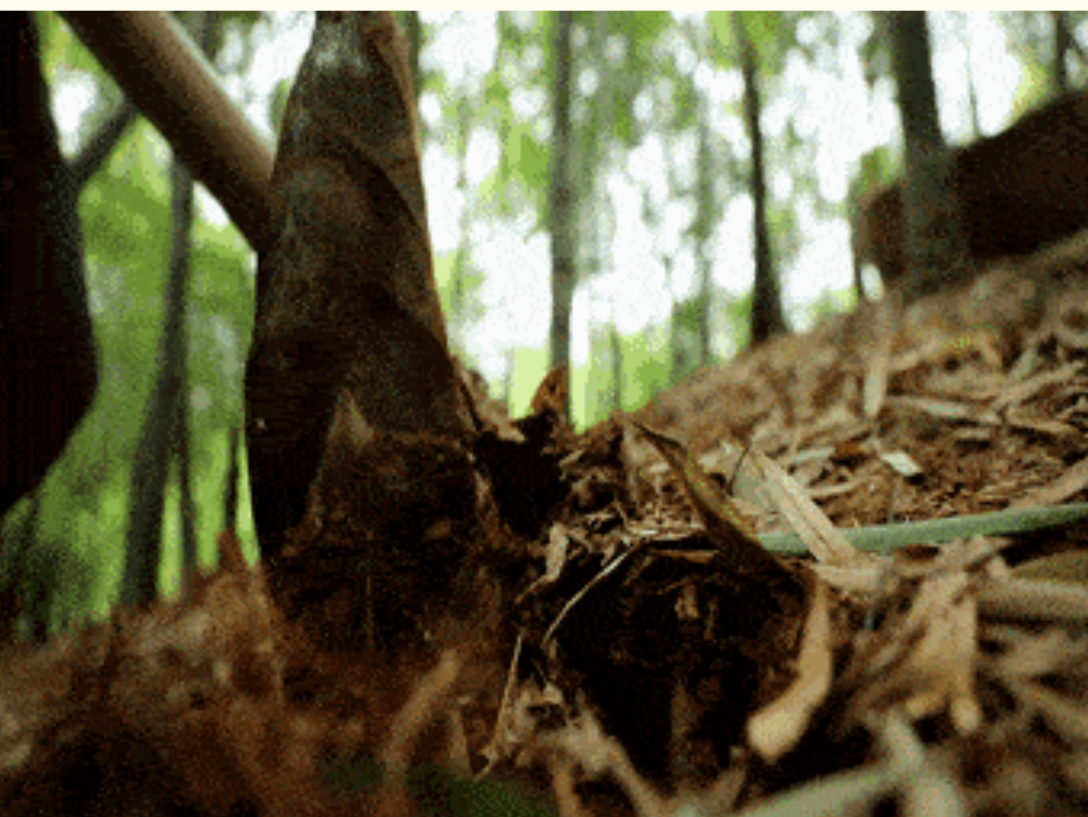 ab19234e98be2f72f6117ba82c93bb2a ab19234e98be2f72f6117ba82c93bb2a