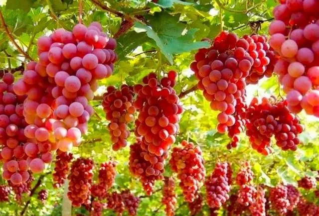 abb3c91c208a9b46363fffe0bd5e9335-sz_76785