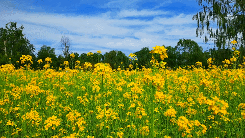 af824ac5dcdb0231fa8ab3d0ee2638e4-sz_6273708