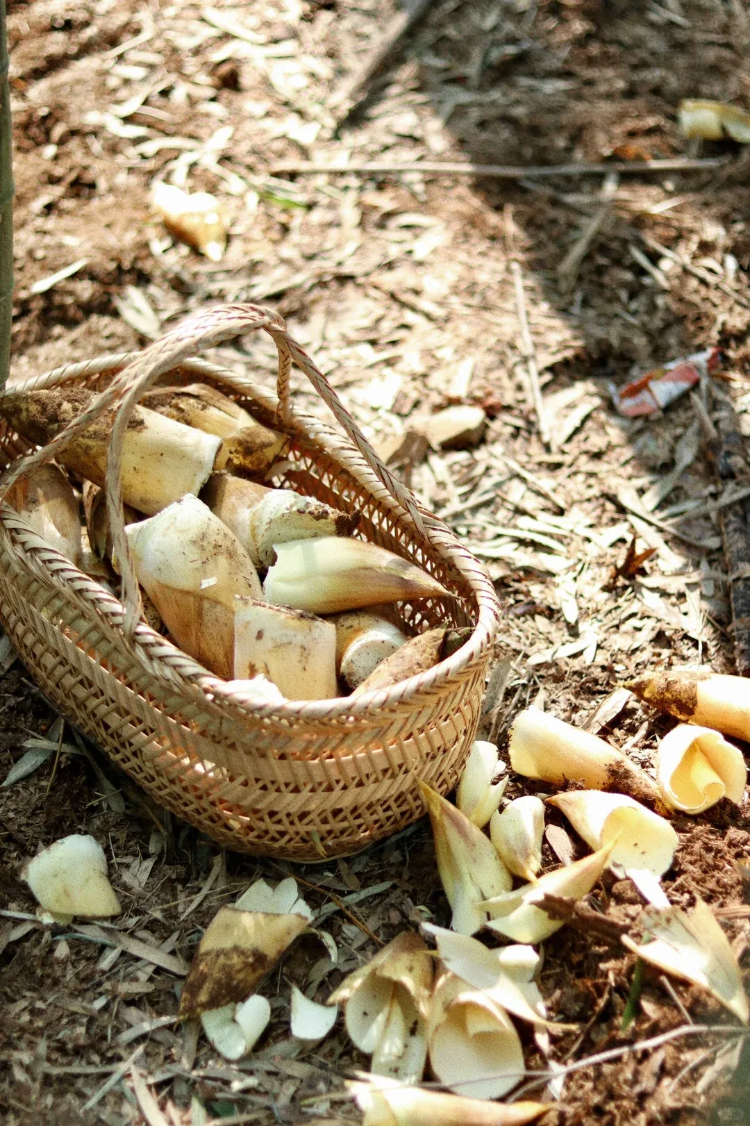 b3741bfc86bfc21621dc967769ccde40-sz_4935389