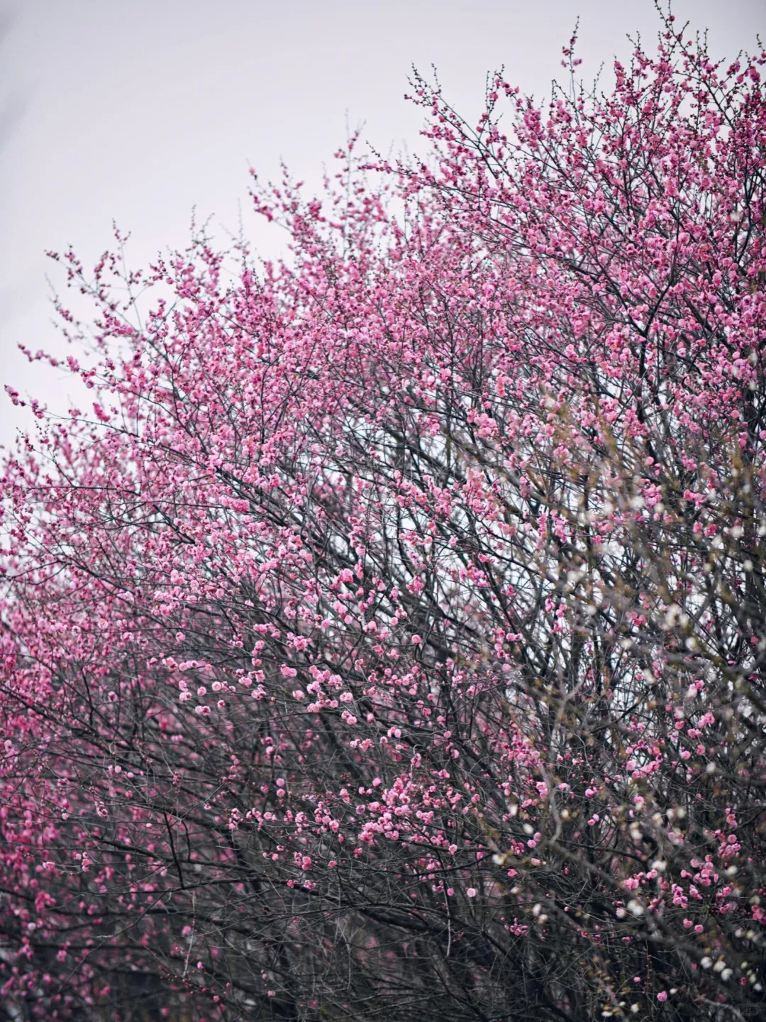 b4f5cfb664a49e4374ac8ffe9a66801f-sz_3102267