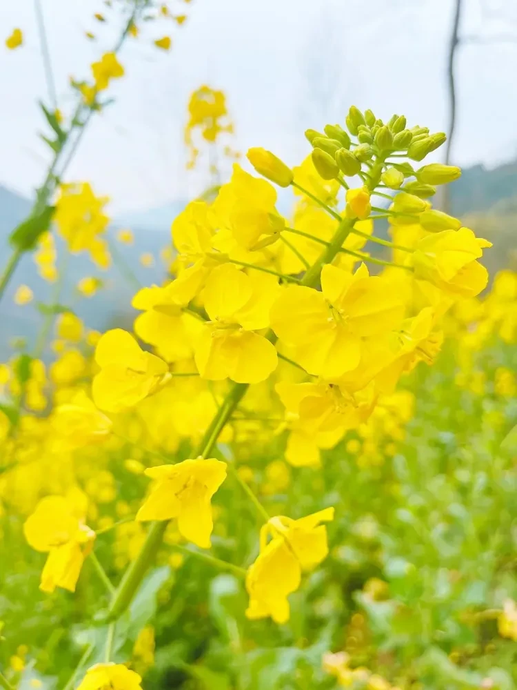 bed0bb849b2b79b75b9884e46aa8c4ba-sz_135779