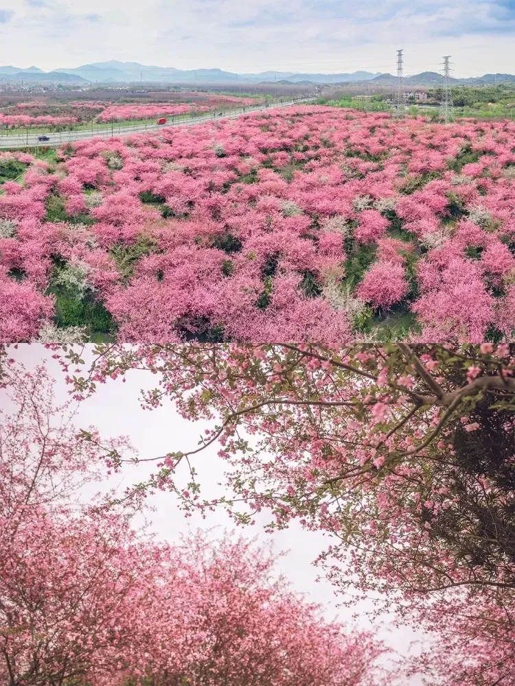 bfc8c10a84fb9394d95520a7abf84a55-sz_1968439