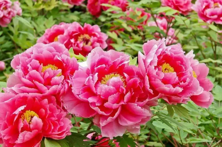 c30939275719ef2eba43b4846c635a4f-sz_97876