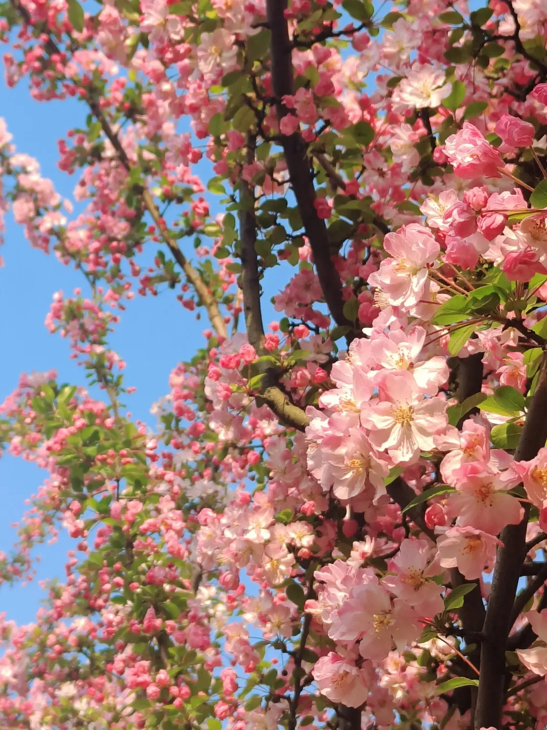 c844f6245518594c90ce1e0c5f9bfca5-sz_639694