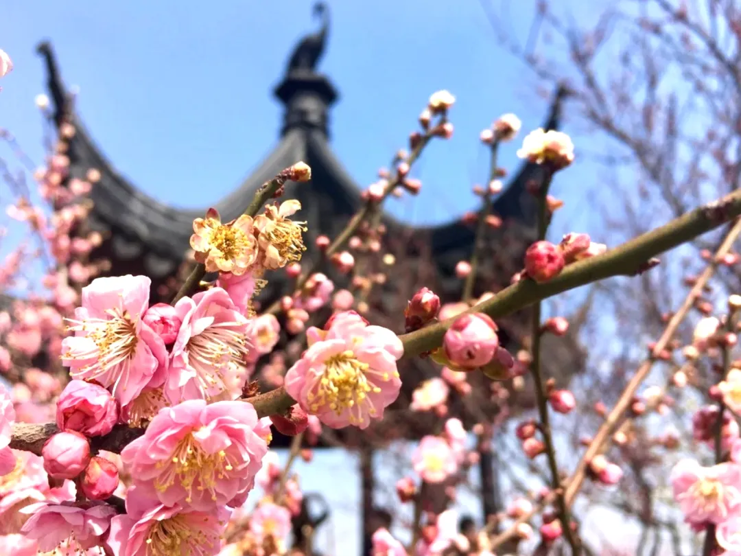 cbf94be736e5c83a388673ce34419531-sz_1079931