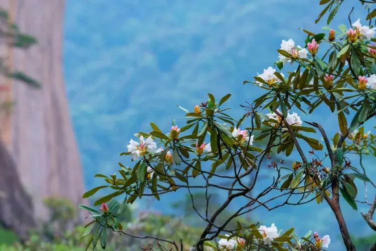 d17504c430e2a39a86590a2211da48c5-sz_128961