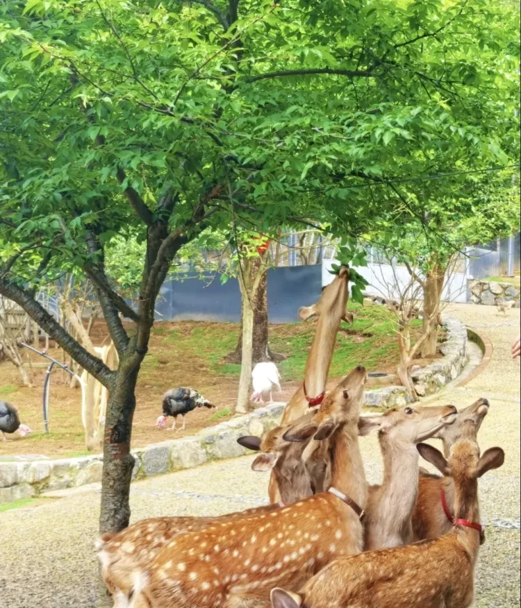 d2483ecfb864aa4e5d2e7c4589a2f594-sz_656185 d2483ecfb864aa4e5d2e7c4589a2f594-sz_656185