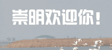 d2b20b68a44216040bdb91ba41fe3b8e-sz_95271