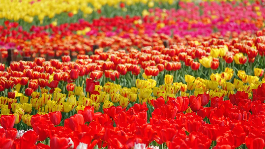 d41905a17554c9dcc2befc69bf4fab27-sz_985676