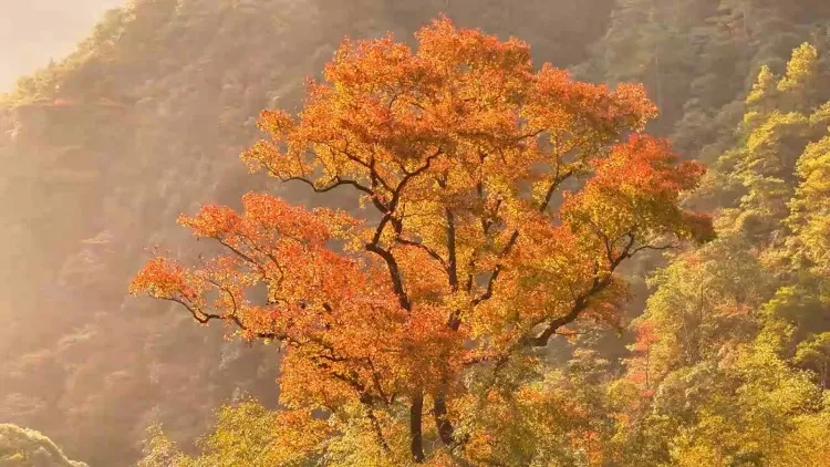 d71802f05956e23dba56293f6109125c-sz_378062