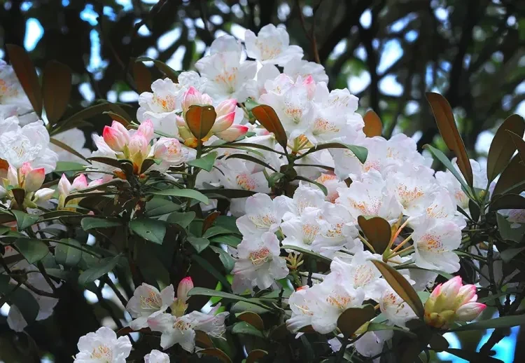 db0958b588aa8400c4a20992077e2dcf-sz_146350