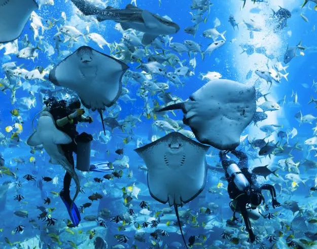 dc83f196f4d573936adb56d5632151e9-sz_1505278