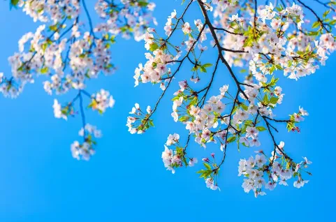 deea3e286a2a7a773bf16ae4bfde2c76-sz_249168