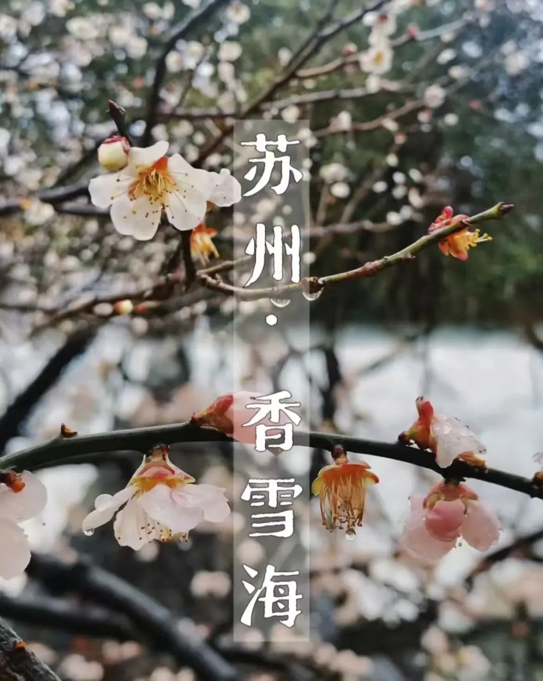 ebd813a4c609b6841232ea9b04774a8a-sz_161638