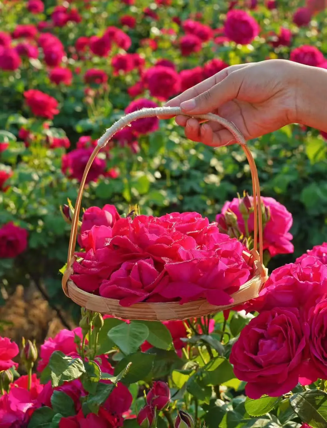 ef86cb1515296834defeca66dacef61b-sz_178241