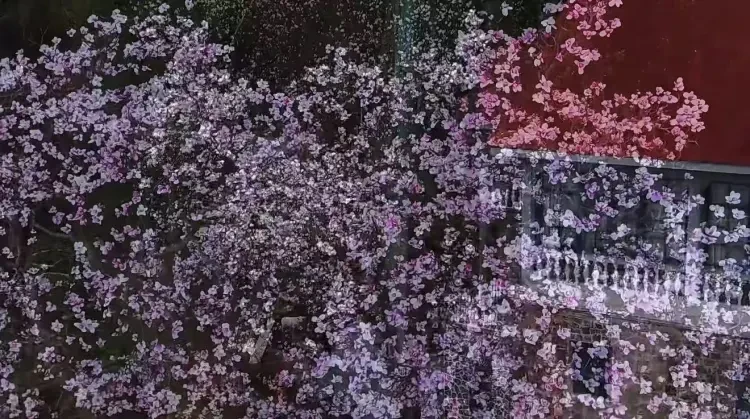 f8820b29651ea37fe08ac08f4e597017-sz_265294