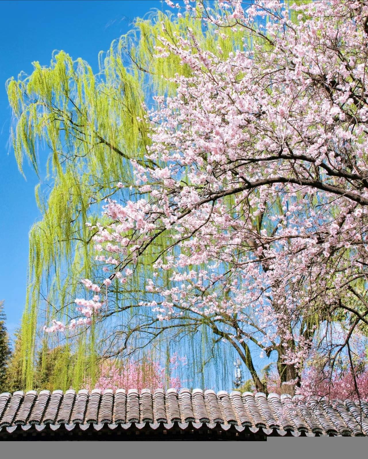 00000000EutMUDwHFDoznRlX