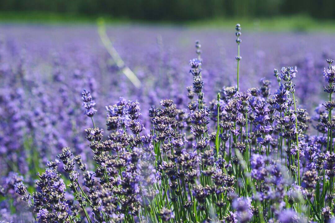 00000000IUDNPGEJPLBwhqvm