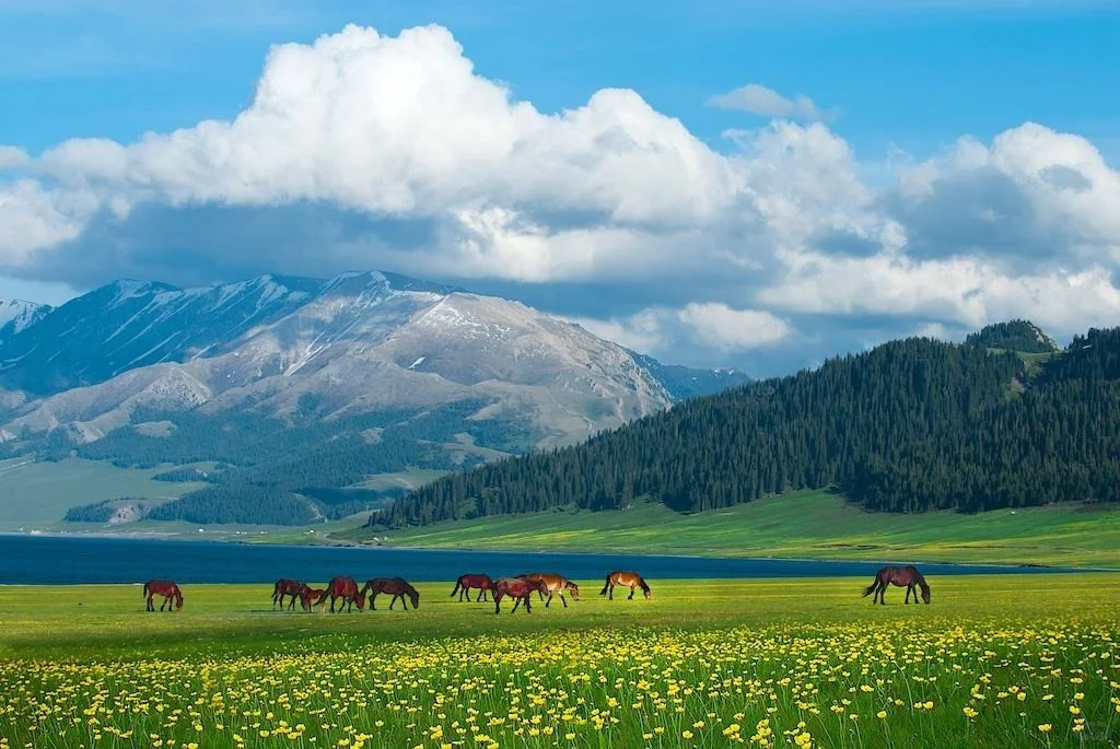 00000000XVVXvFVgoBmJOZAW