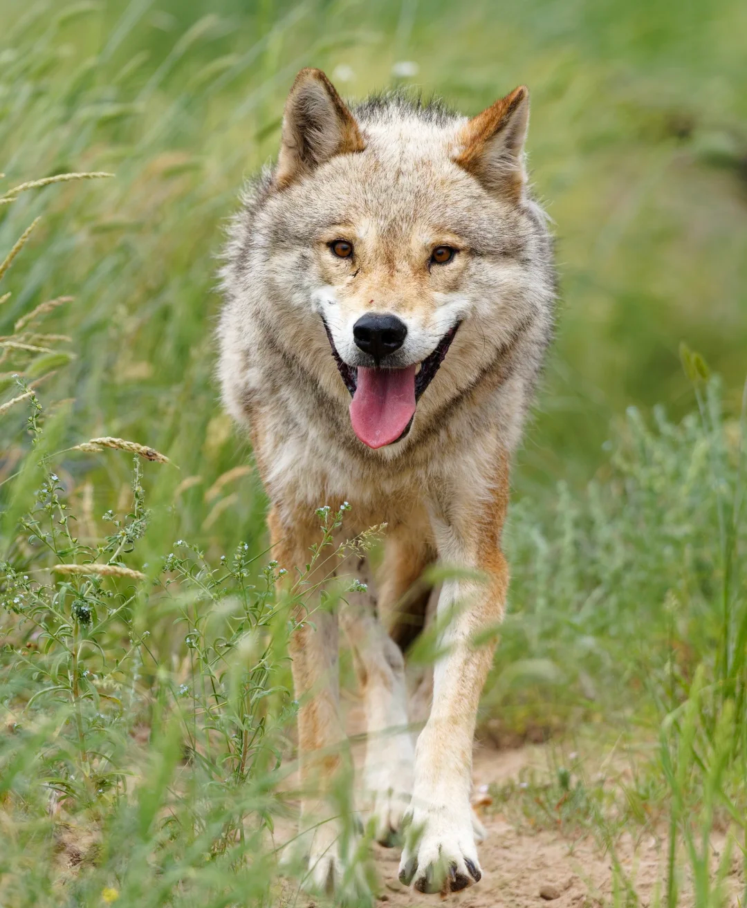 00000000uDQcbrNZgkuerBED