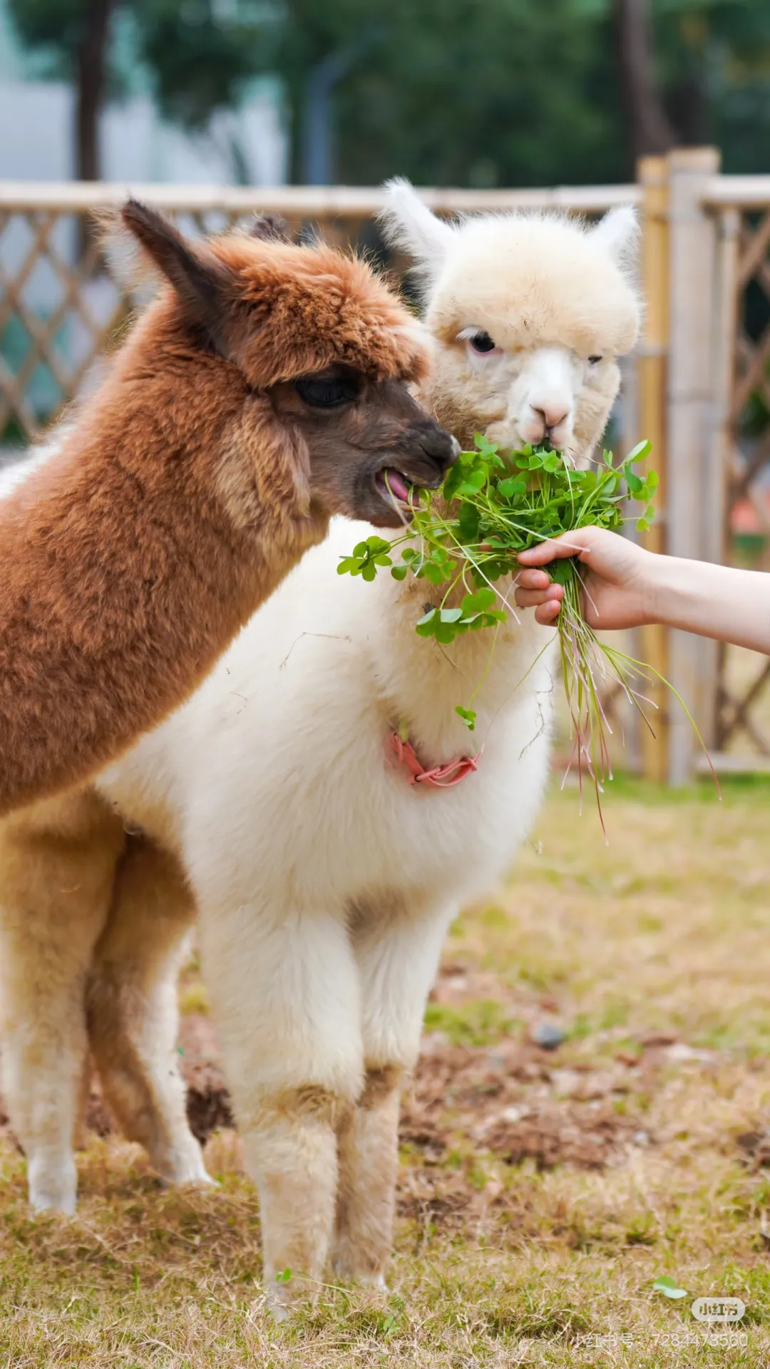 02d9c10bf5a6f4e3f4609fd553280bdc-sz_675252