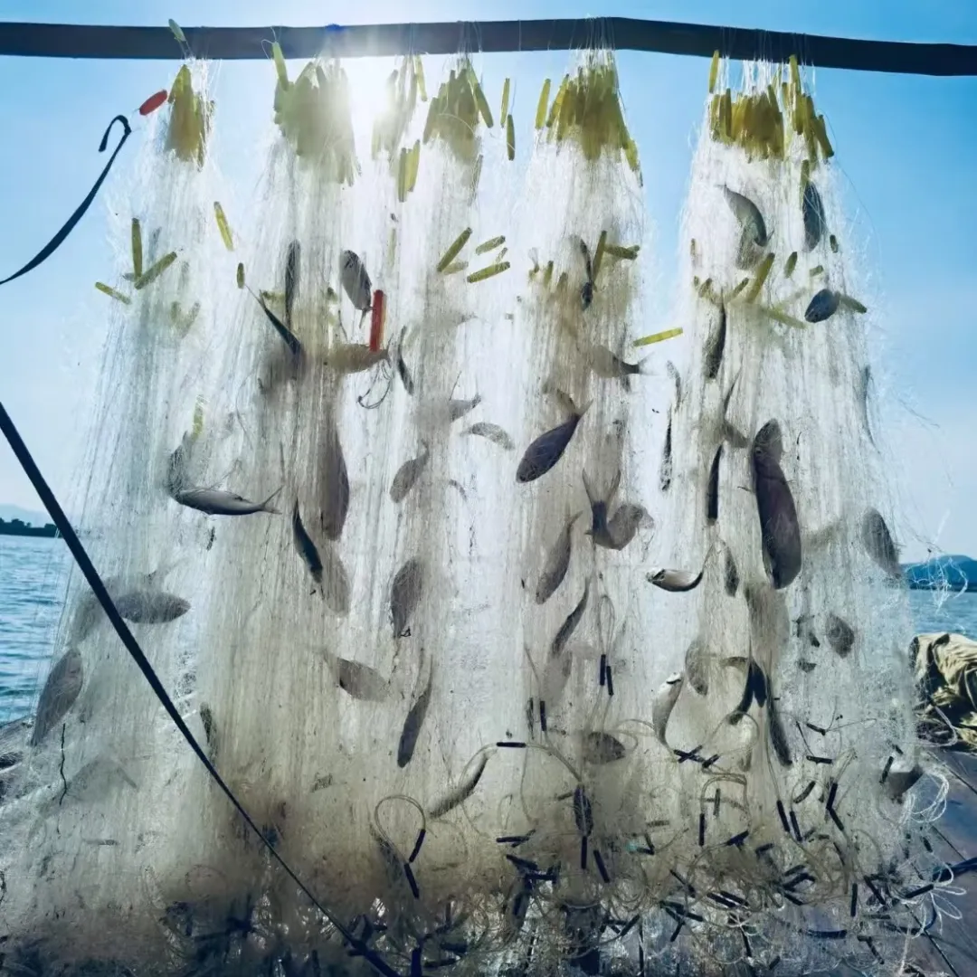 032243646318ed2db7545a6efc9773cf-sz_387618