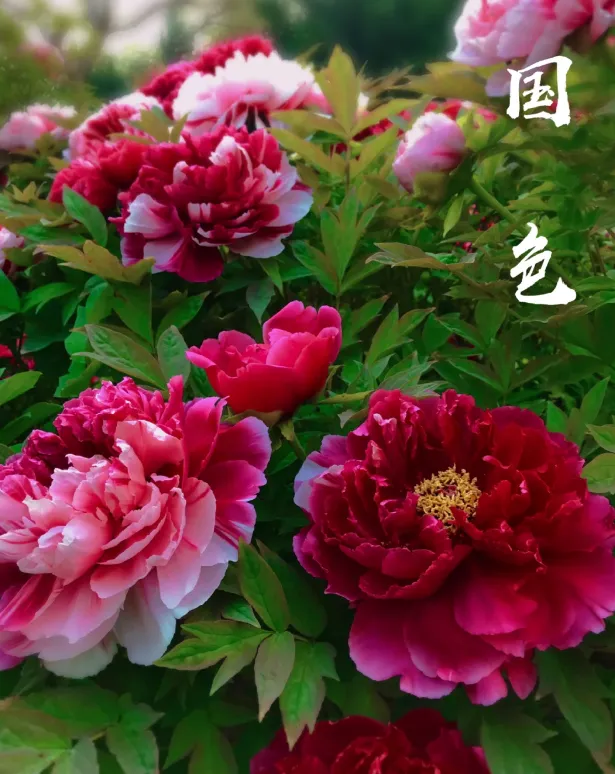 070aba1b8f817960bc05ba6b9ffc1fb8-sz_1174837