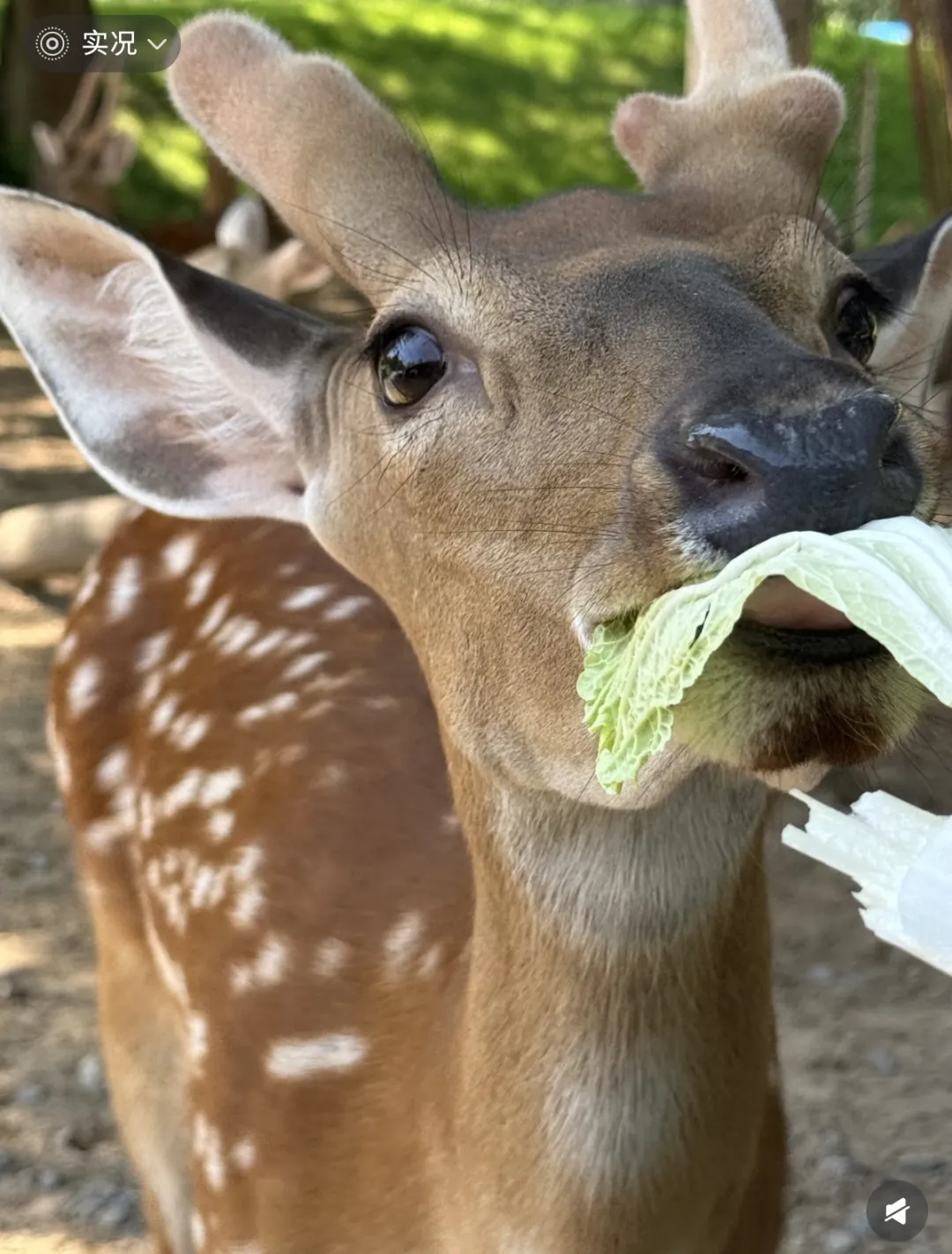 07bc255f37f31fb3504a6dfb3f2983e9-sz_1069231