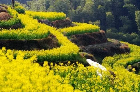 088336740dcd1382c5d44664f97346d8-sz_425727