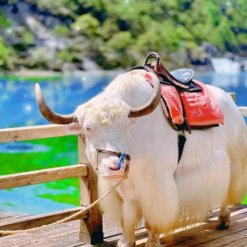 090417155fe996cfda0ef374f68abb05-sz_213730