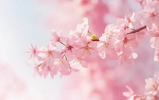 0b0881828e25554e472b41f603cf5cef-sz_237639